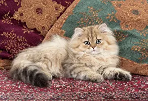 Chinchilla: Cat Persian Chinchilla 14 week old kitten Golden