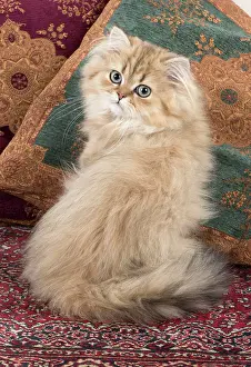 Chinchilla: Cat Persian Chinchilla 14 week old kitten Golden