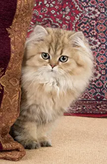 Persians: Cat Persian Chinchilla 14 week old kitten Golden