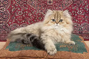 Persians: Cat Persian Chinchilla 14 week old kitten Golden