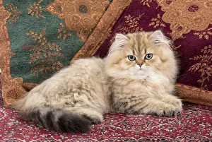 Persians: Cat Persian Chinchilla 14 week old kitten Golden