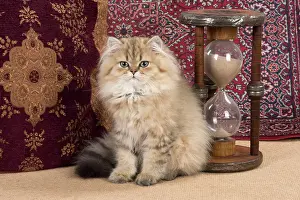 Chinchilla: Cat