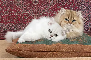 Snuggling: Cat