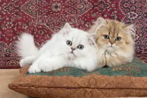 Snuggling: Cat