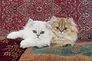Snuggling: Cat