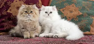 Chinchilla: Cat
