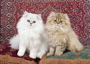 Persians: Cat