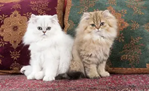 Persians: Cat