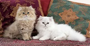 Persians: Cat