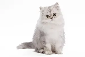 Chinchillas: Cat - Persian Chinchilla - 3 1/2 month old kitten in studio