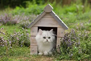 Chinchillas: Cat - Persian Chinchilla