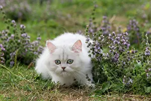 Chinchillas: Cat - Persian Chinchilla
