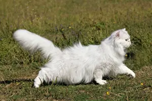 Chinchillas: Cat - Persian Chinchilla
