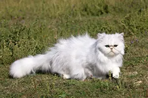 Chinchillas: Cat - Persian Chinchilla