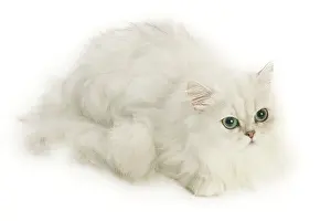 Chinchillas: Cat - Persian Chinchilla
