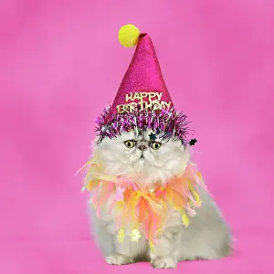 Scarves: Cat - Persian Chinchilla