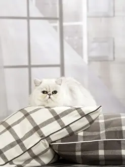 Chinchillas: Cat Persian chinchilla