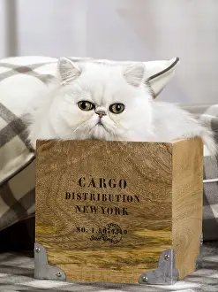 Chinchillas: Cat Persian chinchilla
