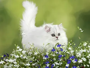 Persians: Cat