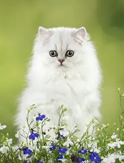 Persians: Cat