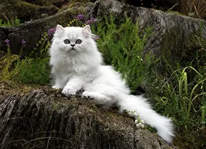 Chinchilla: Cat