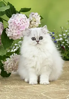 Chinchilla: Cat