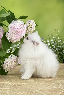 Persians: Cat