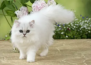 Persians: Cat