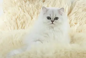 Chinchillas: Cat