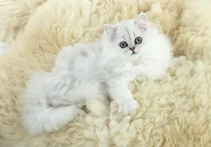Chinchillas: Cat