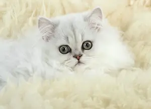 Chinchillas: Cat