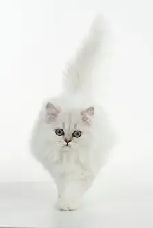 Chinchillas: Cat
