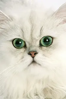 Chinchillas: Cat - Persian Chinchilla - Close-up of face