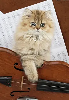 Instruments: Cat Persian Chinchilla Golden 14 week old kitten