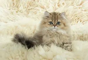 Chinchillas: Cat Persian Chinchilla Golden 14 week old kitten