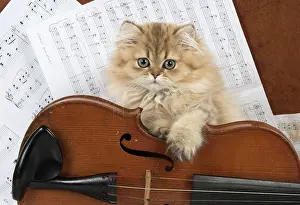 Instruments: Cat Persian Chinchilla Golden 14 week old kitten