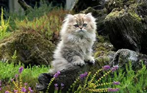 Chinchilla: Cat Persian Chinchilla Golden 14 week old kitten