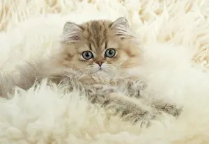 Chinchillas: Cat Persian Chinchilla Golden 14 week old kitten