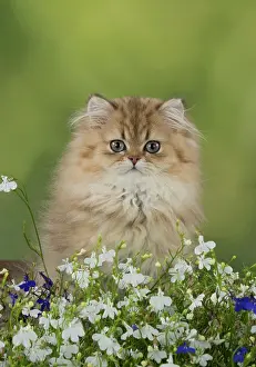 Chinchilla: Cat Persian Chinchilla Golden 14 week old kitten