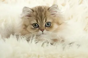 Chinchillas: Cat Persian Chinchilla Golden 14 week old kitten