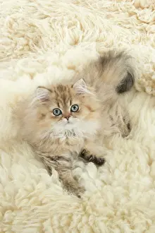 Chinchillas: Cat Persian Chinchilla Golden 14 week old kitten