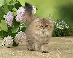 Chinchilla: Cat Persian Chinchilla Golden 14 week old kitten
