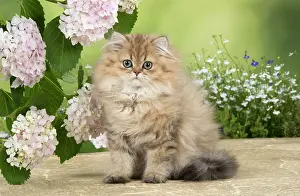 Chinchilla: Cat Persian Chinchilla Golden 14 week old kitten