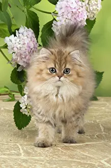 Chinchilla: Cat Persian Chinchilla Golden 14 week old kitten