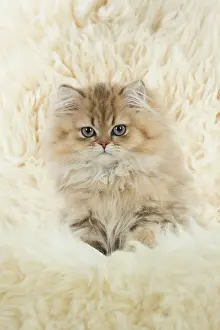 Relaxing: Cat Persian Chinchilla Golden 14 week old kitten