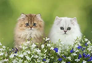 Chinchilla: Cat