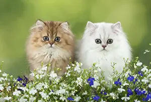 Chinchilla: Cat