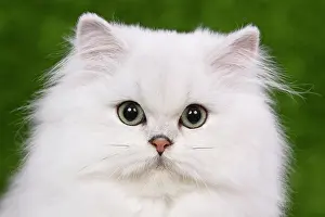 Chinchillas: Cat - Persian Chinchilla - Kitten