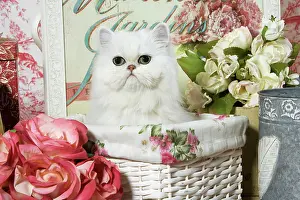 Chinchillas: Cat - Persian Chinchilla kitten