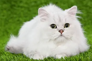 Chinchillas: Cat - Persian Chinchilla kitten - black & silver